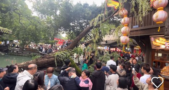 成都錦里古街一古樹傾倒，當地文旅：有兩人受傷已送醫，樹木內部長久腐爛導致斷裂 - 新浪香港