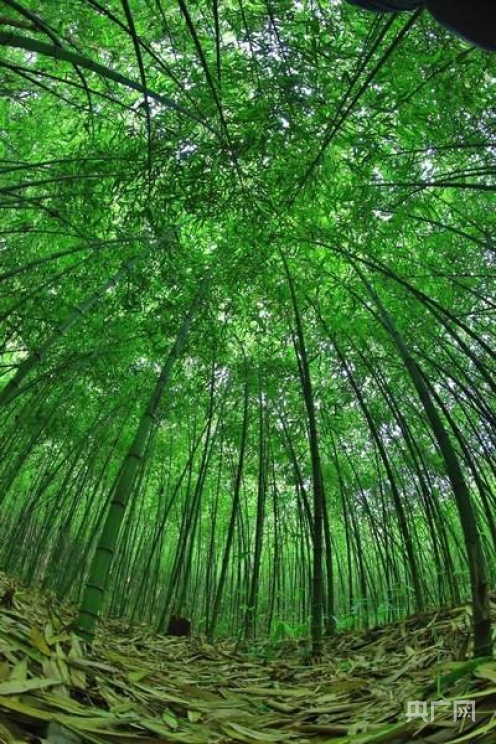 桐梓县把方竹产业打造为“绿色银行 ”（央广网发 杨茂华 摄）