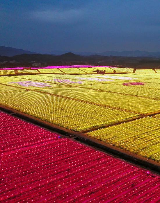 广西南宁的一家火龙果种植基地，万盏LED灯同时亮起，图片来源@VCG