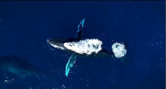 一群座头鲸在夏威夷拉海纳海岸迁徙