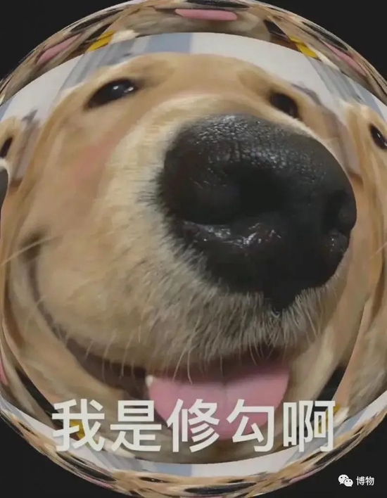 为啥每个人身边都有叫二狗的朋友 甲骨文 本义 家狗 新浪新闻