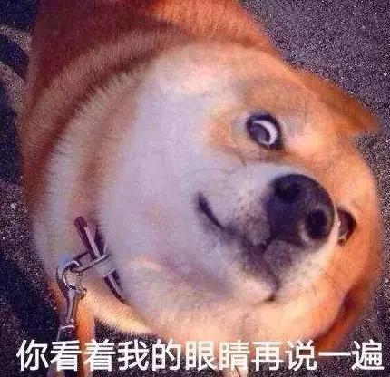 女子遛狗不牵绳辩称这狗不咬人 警方:狗没收罚3千