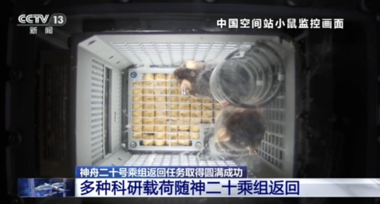 四只航天鼠完成任务回地球啦！最新进展