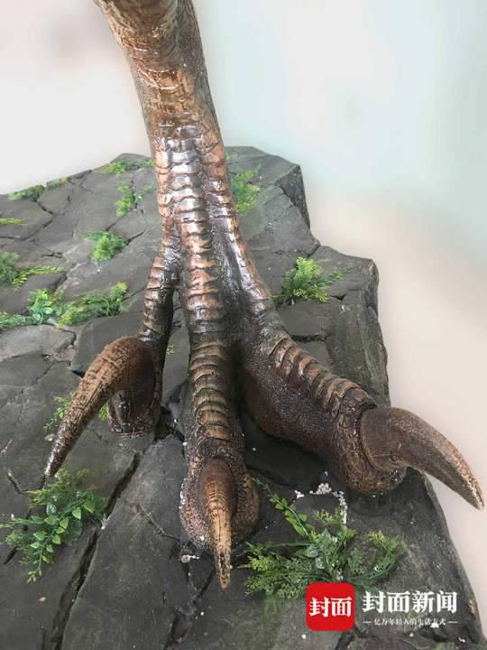 侏罗纪猜想证实 首例群体性驰龙类恐龙足迹被发现-网