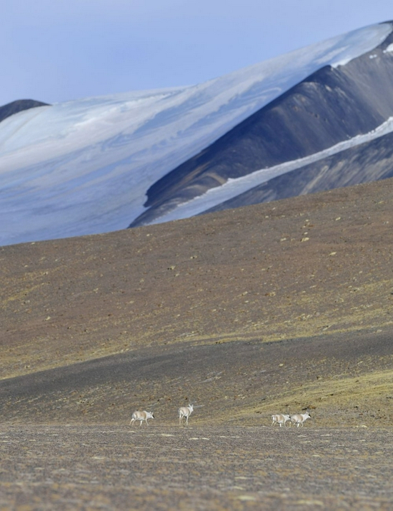  ↑藏北高原上的藏羚羊（2021年1月15日摄）。