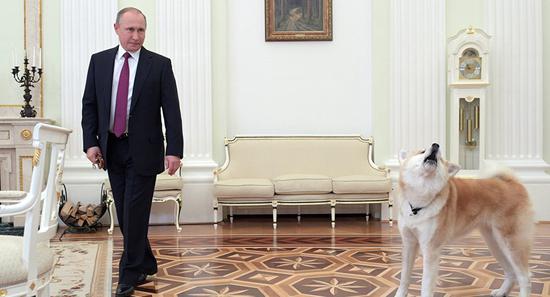 日本政府送给普京一只秋田犬。（俄罗斯卫星通讯社）
