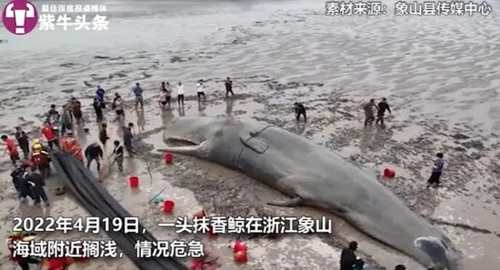 9米长搁浅抹香鲸求生欲感人，救援人员讲述详细经过"