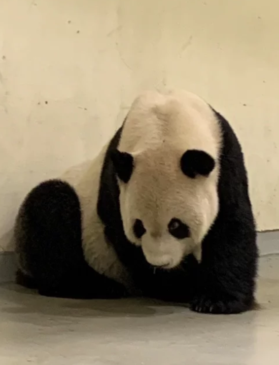 大熊猫“团团”后肢明显无力（图：台北动物园）