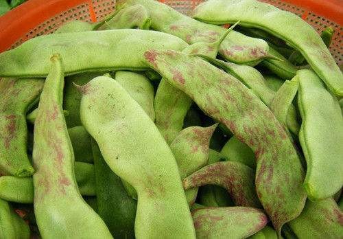 东北油豆 图源：昆明市市场监督管理总局官网