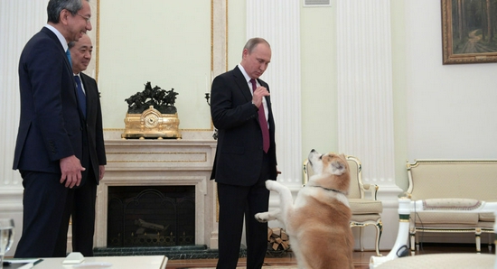 秋田县知事佐竹敬久送给俄罗斯总统普京的秋田犬“小梦”