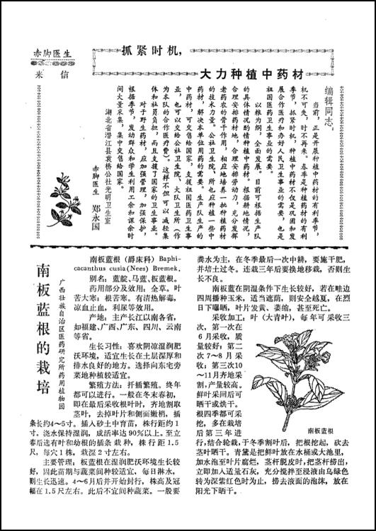 《赤脚医生杂志》1975年第1期刊载有关种植板蓝根的文章。