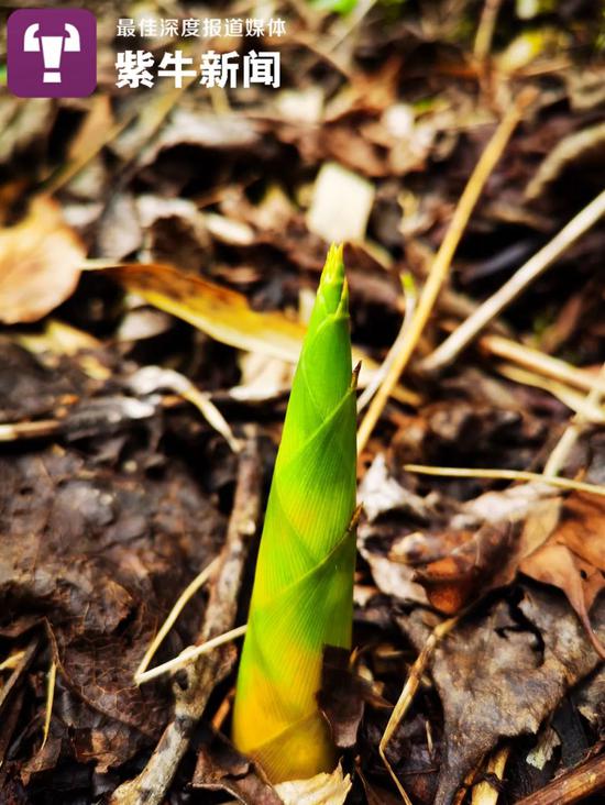  春天来了，嫩绿的竹笋破土而出