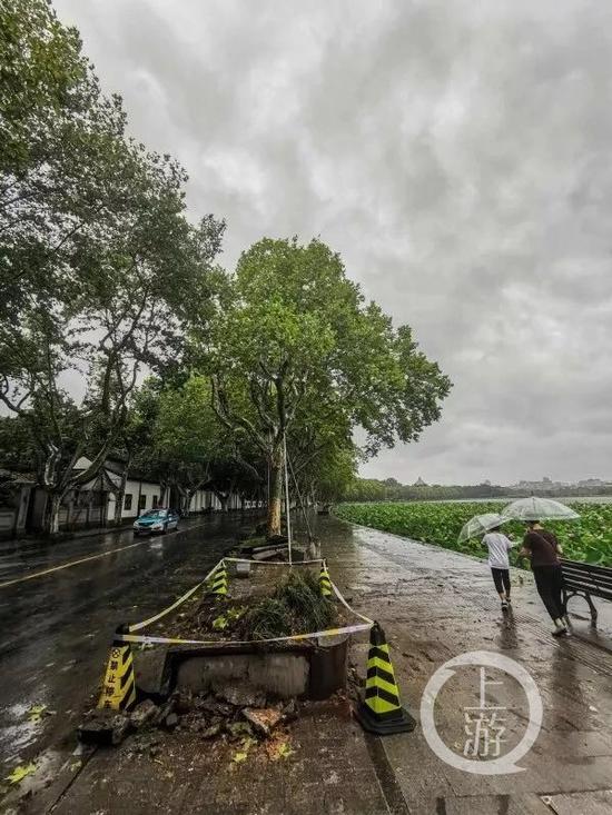 ▲ 杭州西湖景区北山路，一处刚刚清理好的倒塌行道树的根基。