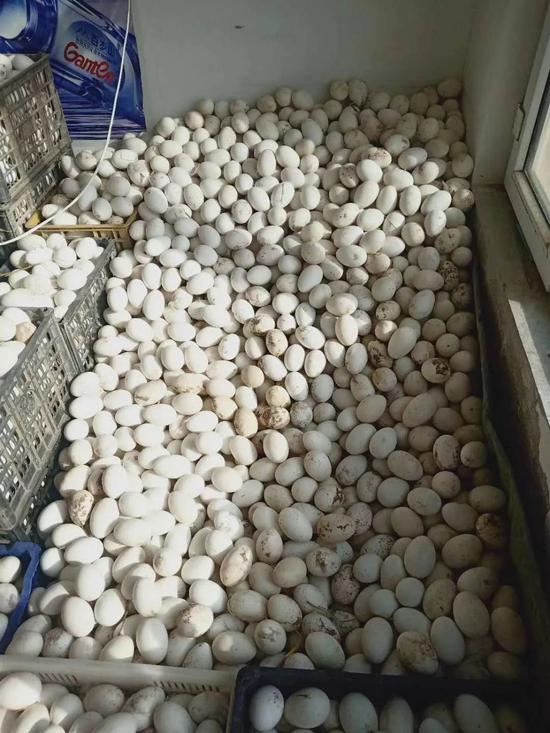 内蒙古巴彦淖尔陕坝春光村，一位农民手头的5000多只待宰鹅、5万枚鹅蛋运不出去，遭遇卖难。