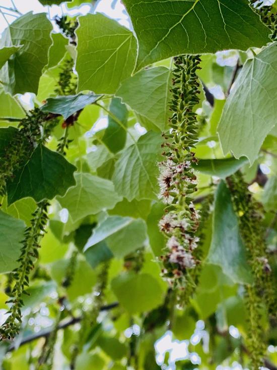 杨柳飞絮会传播新冠病毒吗？易感人群如何防护