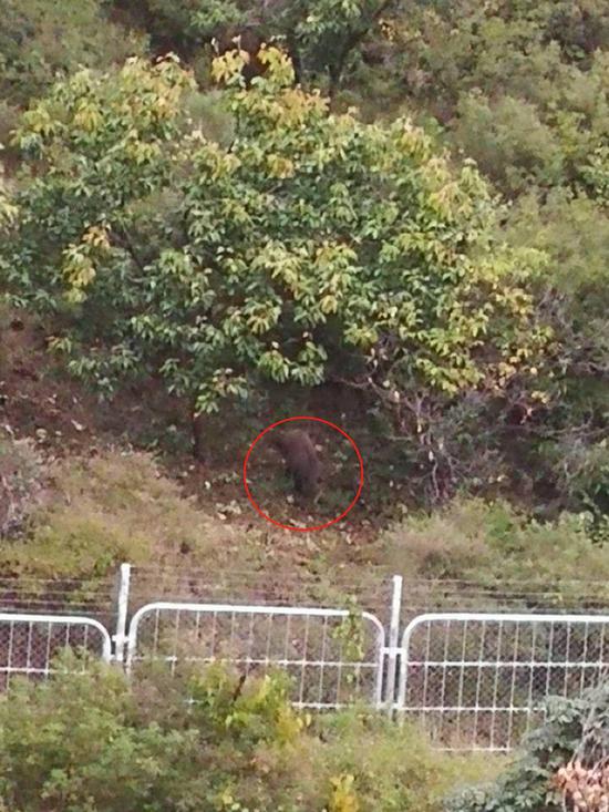 去年十月,赶河厂村村民拍下的野猪画面。受访者供图