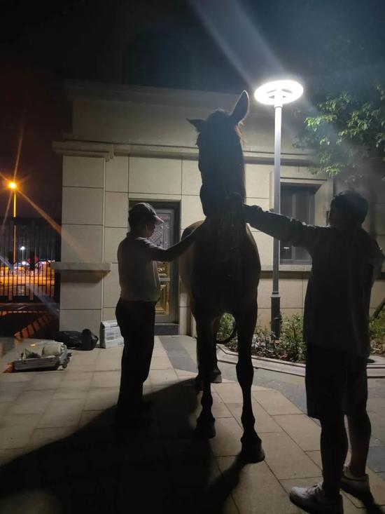 北京日报|福建晋江下海救人的第三匹英雄马“将军”已经痊愈