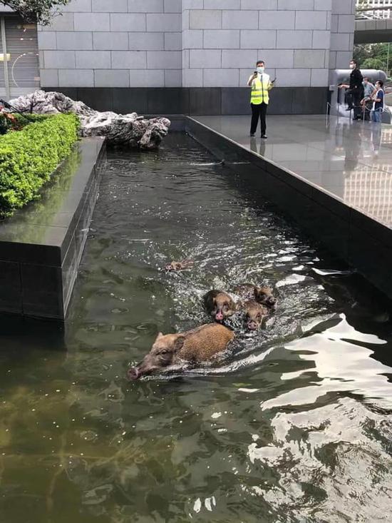 五只野猪在中银大厦外的花园水池游泳。图源：香港“星岛网”