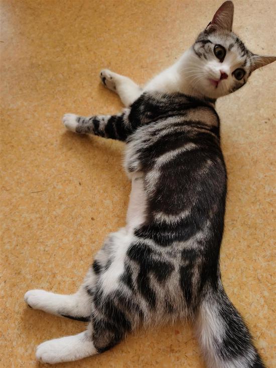 袁隆平养的猫"袁花花"也成了网红.图片由受访者提供