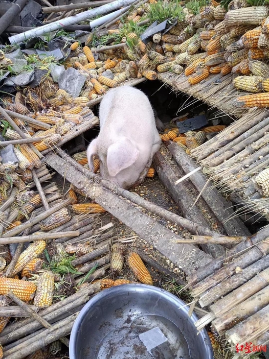 泸定地震猪坚强被埋45天获救,连喝三瓶水两瓶牛奶