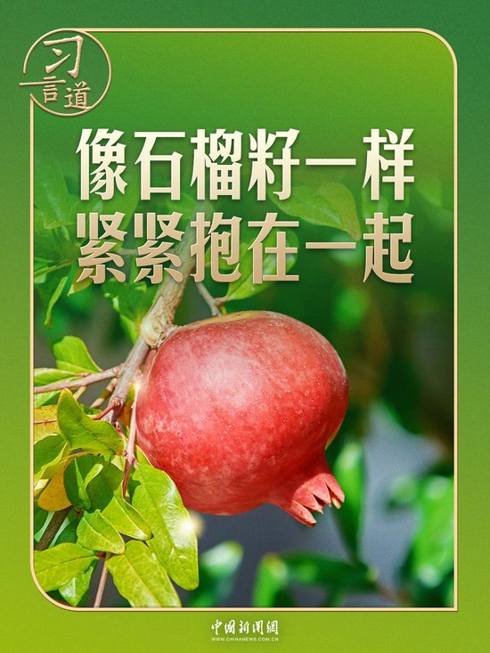 习言道｜“石榴籽”之喻，有了坚实的法治保障