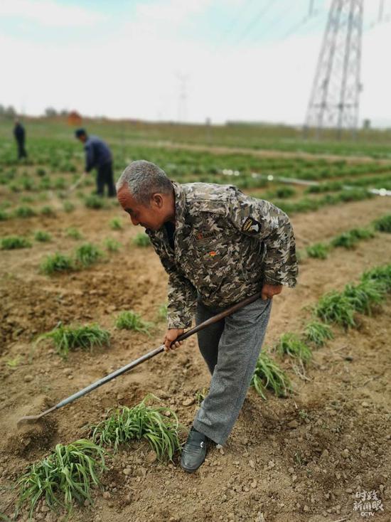 △云州区有机黄花标准化种植基地面积约1.68万亩，亩产新鲜黄花约3000余斤。（总台央视记者彭柏闳、钟锐拍摄）