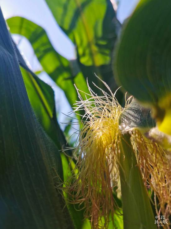△7月的玉米处于扬花阶段。（总台央视记者黄京辉拍摄）