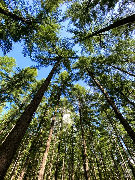 △塞罕坝的落叶松面积达68万亩，是第一大树种。（总台央视记者石伟明拍摄）