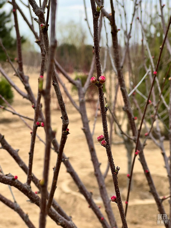  △重瓣榆叶梅。（总台央视记者杨新禹拍摄）