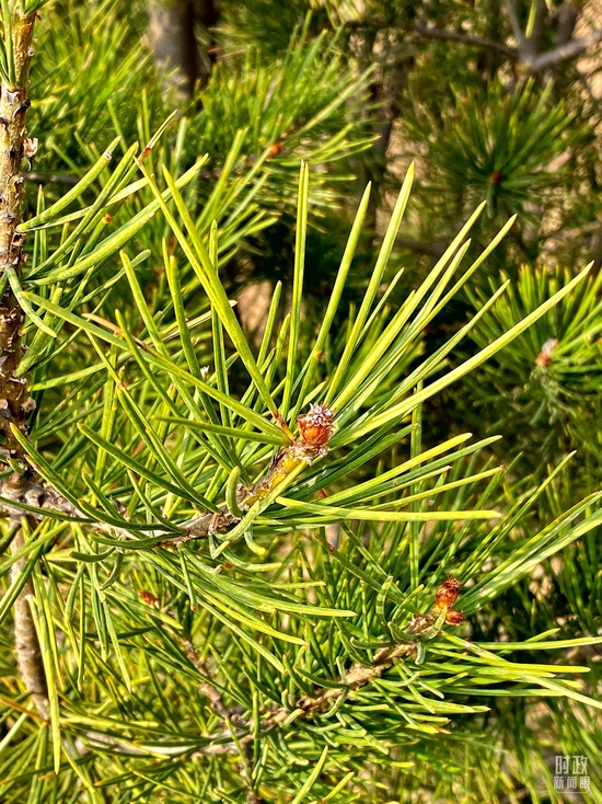  △白皮松。（总台央视记者李辉拍摄）