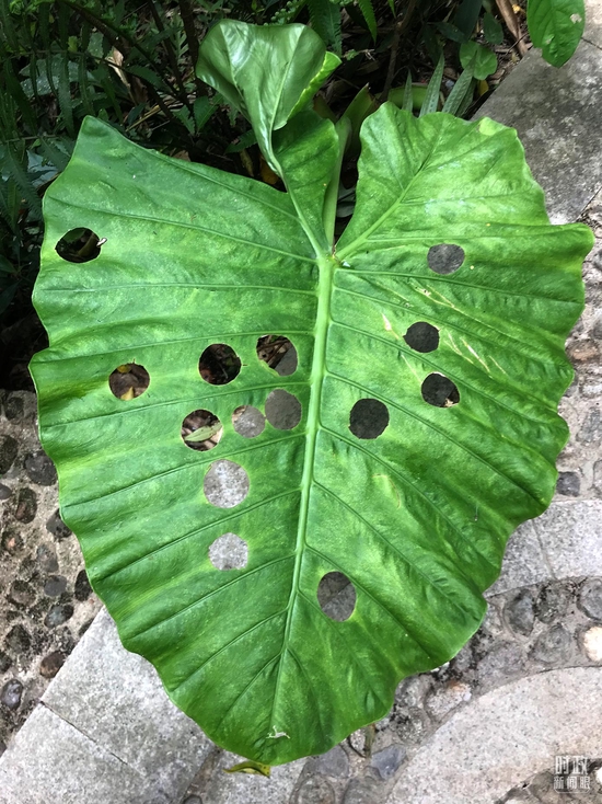 △海芋，属天南星科，海芋叶片上的许多小洞是被一种叫锚阿波萤叶甲的小昆虫造成的，海芋的汁液有毒，而锚阿波萤叶甲是专食性昆虫，想要吃到美味的食物又不被毒死，只能先将叶片的叶脉咬断，把毒素排出再吃。（总台央视记者石伟明拍摄）