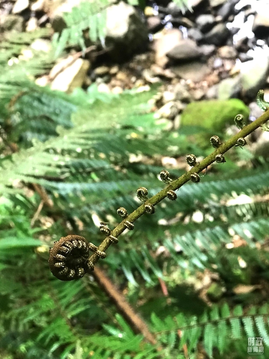 △桫椤，别名蛇木，是与恐龙同时代的植物，有“蕨类植物之王”赞誉。桫椤是能长成大树的蕨类植物，是目前已经发现的唯一的木本蕨类植物，极其珍贵，被众多国家列为一级保护的濒危植物，有“活化石”之称。（总台央视记者石伟明拍摄）