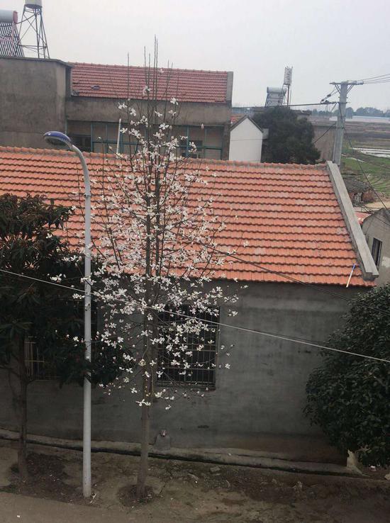 梁秀文在群里分享的玉兰花。