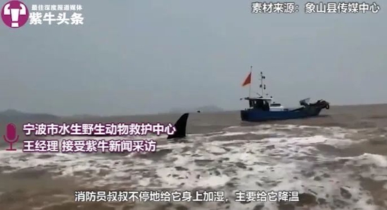 9米长搁浅抹香鲸求生欲感人，救援人员讲述详细经过"