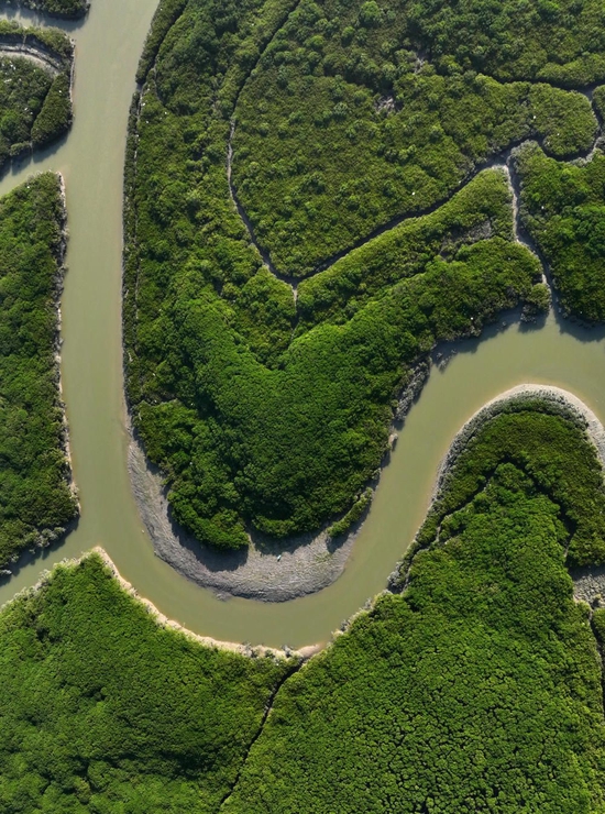  ↑这是福建漳江口红树林国家级自然保护区（2023年2月2日摄，无人机照片）。