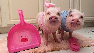 把猪当宠物：买猪一时爽长肥屠宰场_手机新浪网