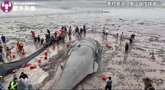 巨大的鲸鱼搁浅，救援人员第一时间赶到
