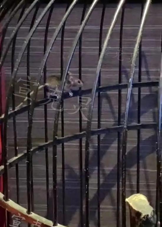 上海知名餐厅老鼠上蹿下跳吓坏食客 服务员：很