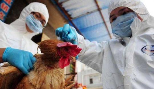 河冈义裕:日本研究发现:H7N9病或通过飞沫在空气中传播