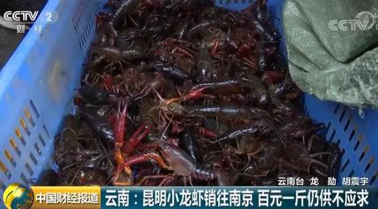 南京人纷纷去昆明抢小龙虾 100元一斤都不够分