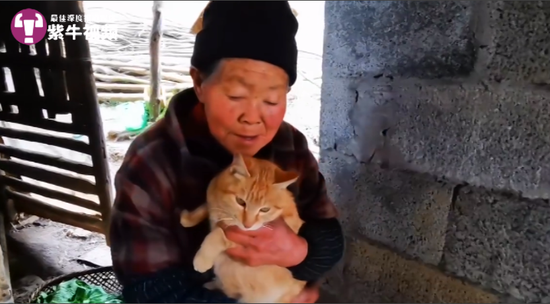 蓉二的奶奶还有一首生活的大橘猫