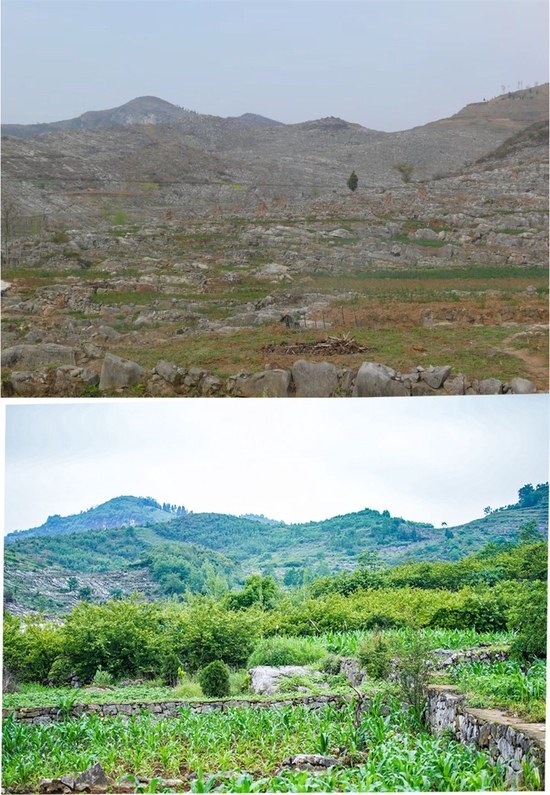 拼版照片：上图为贵州省毕节市大方县羊场镇桶井村石漠化治理点旧貌（资料照片，大方县林业局供图）；下图为2022年6月2日拍摄的毕节市大方县羊场镇桶井村石漠化治理点（新华社记者陶亮摄）。新华社发