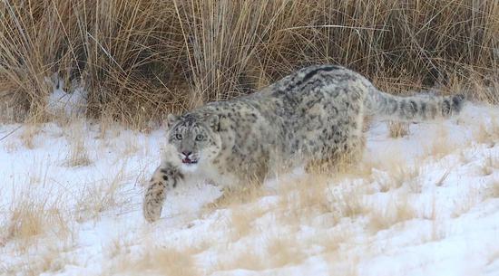 雪豹也是猞猁的天敌.