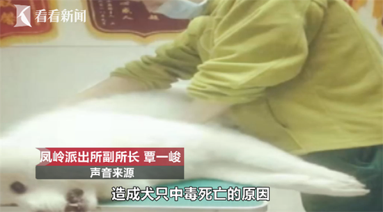 22只宠物11平台直播狗相继死亡 同一个特征让警方