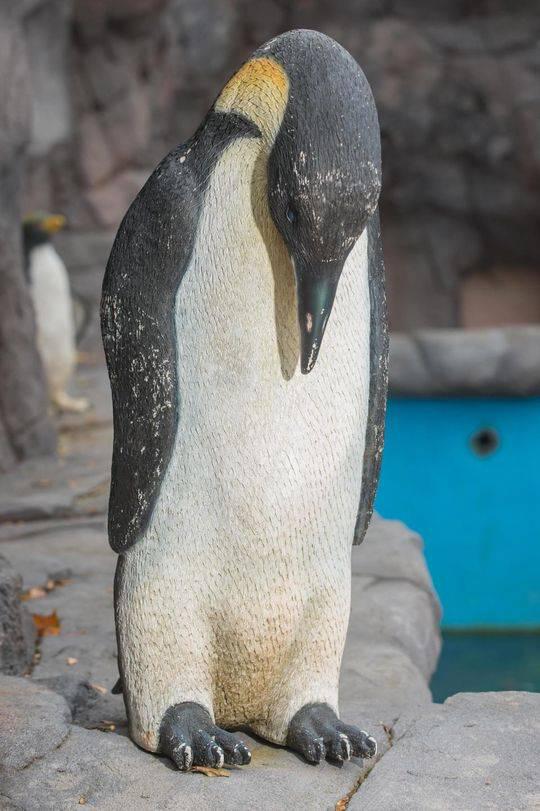因为动物园的主人无法引进“真品”，企鹅饲养场里到处都是企鹅模型。