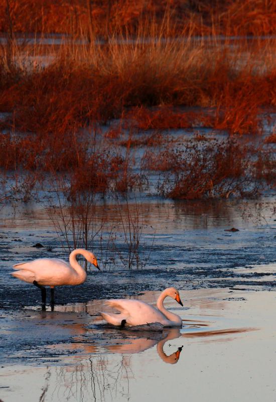 超美!今冬首批白天鹅飞抵,北京怀柔水库变身"天鹅湖"