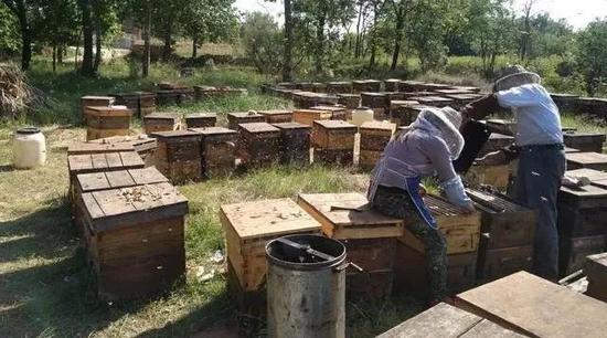 受疫情影响，很多蜂农无法如期转场，蜜蜂大量死亡，损失严重。