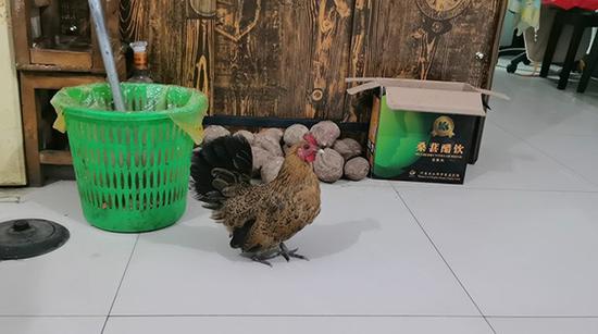 无罪获释获赔65万的他被骗光 至今仍在吃权健产品 赵作海家养的宠物元宝鸡
