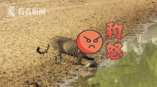 美洲豹想吃乌龟遭缩头躲避 身后蝴蝶还看戏