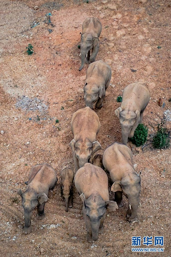 这是5月28日在云南省玉溪市峨山县境内拍摄的象群（无人机照片）。新华社记者 胡超 摄